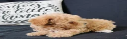 Maltipoo dogs for sale: Max - Ad 12