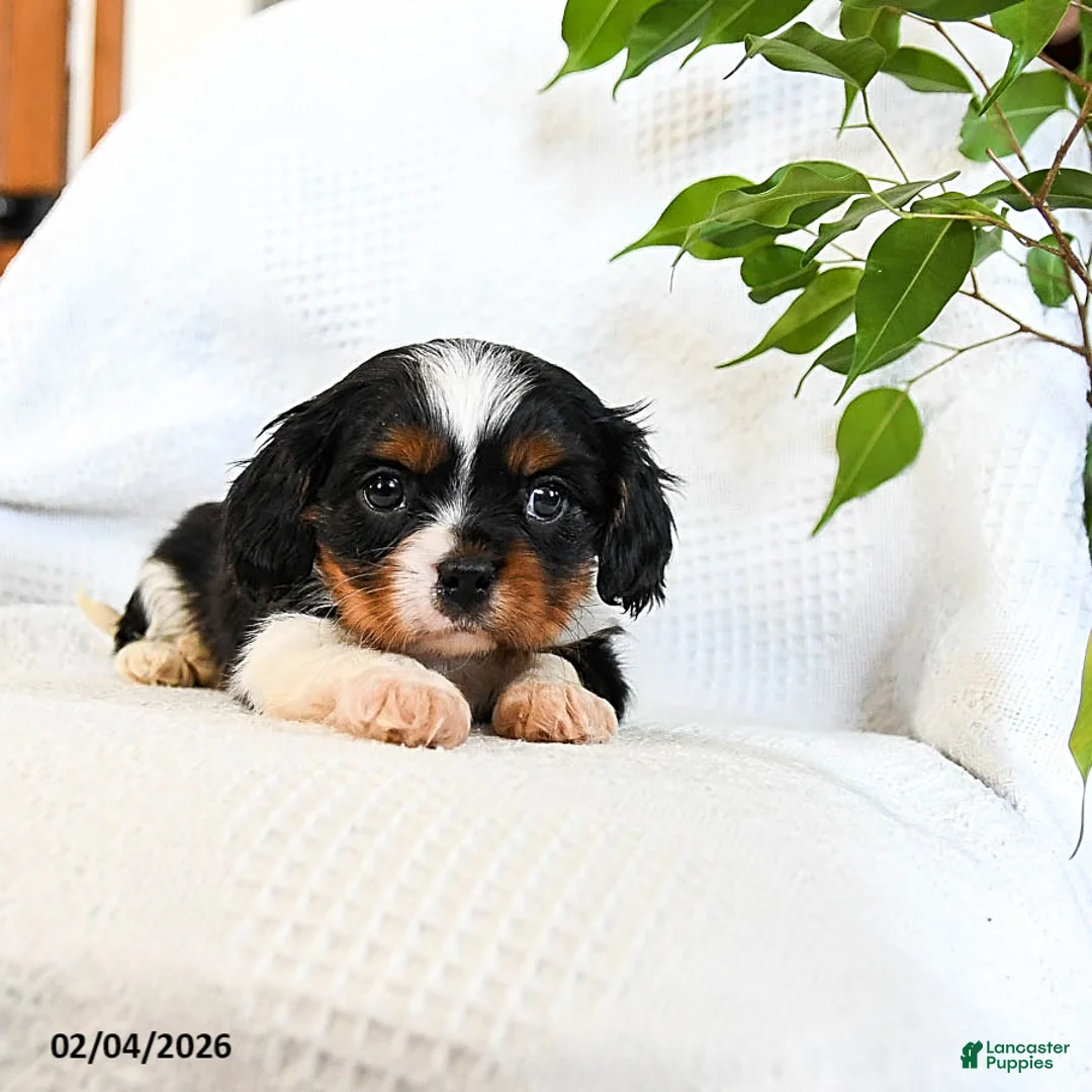 Mixed Breed dogs for sale: Macchiato - Ad 4