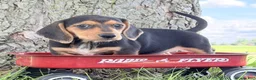 Miniature Dachshund dogs for sale: Marla - Ad 3