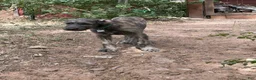 Irish Wolfhound dogs for sale: Puppy 7: Giorgia - Ad 7