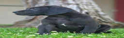 Great Dane dogs for sale: Bellows - Ad 5