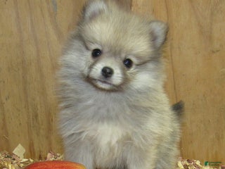 Pomeranian dogs Cinnamon - Ad 31