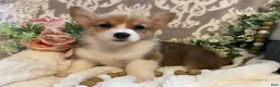 Welsh Corgi Pembroke dogs for sale: Sara - Ad 7