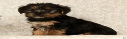 Yochon dogs for sale: Kennedi - Ad 8