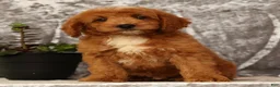 Mini Goldendoodle dogs for sale: Turbo - Ad 8