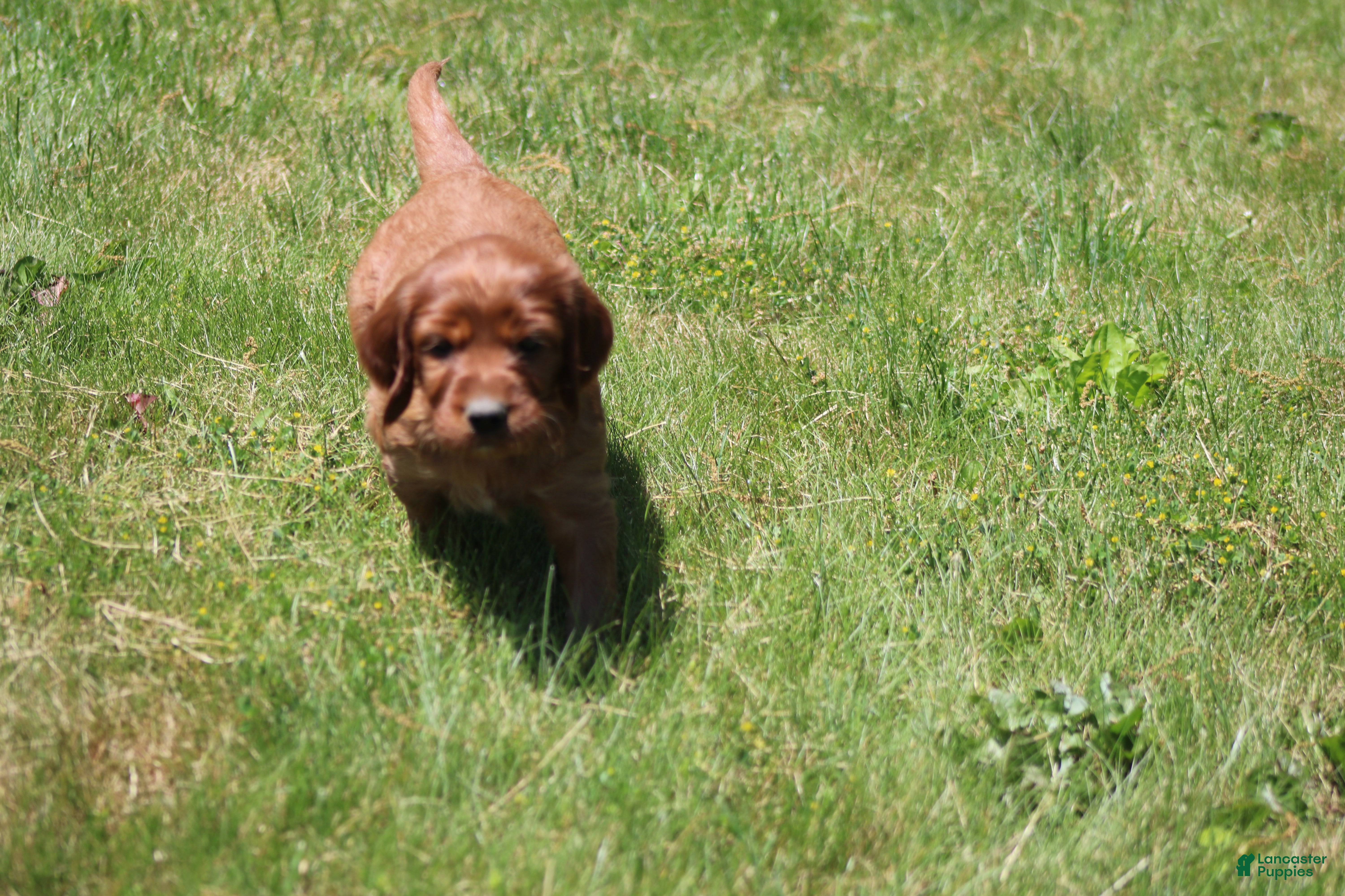 Irish Setter dogs for sale: Summer - Ad 10