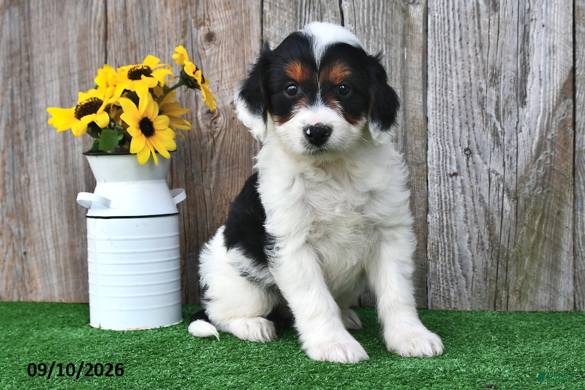Mini Aussiedoodle dogs Alexis - Ad 1