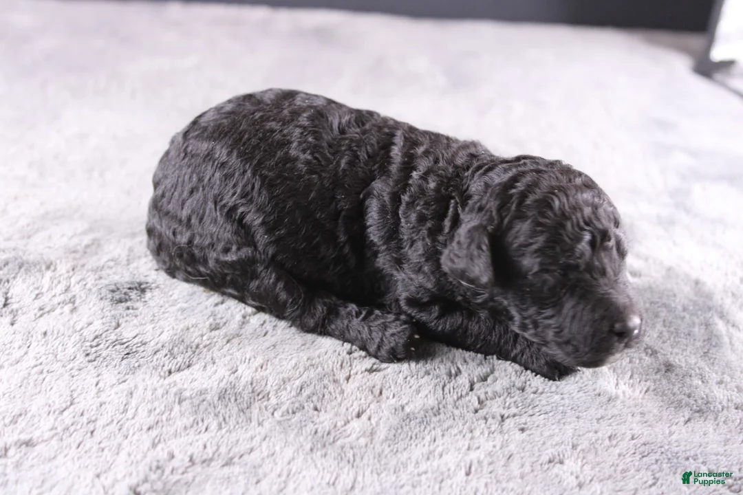 Mini Goldendoodle dogs for sale: Deacon - Ad 2