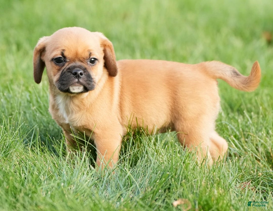 Puggle dogs for sale: Piper - Ad 4