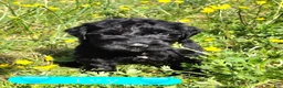 Giant Schnauzer dogs for sale: Giant Schnauzer Ivy - Ad 2