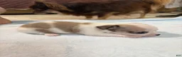 Chihuahua dogs for sale: Chihuahua 2 - Ad 11