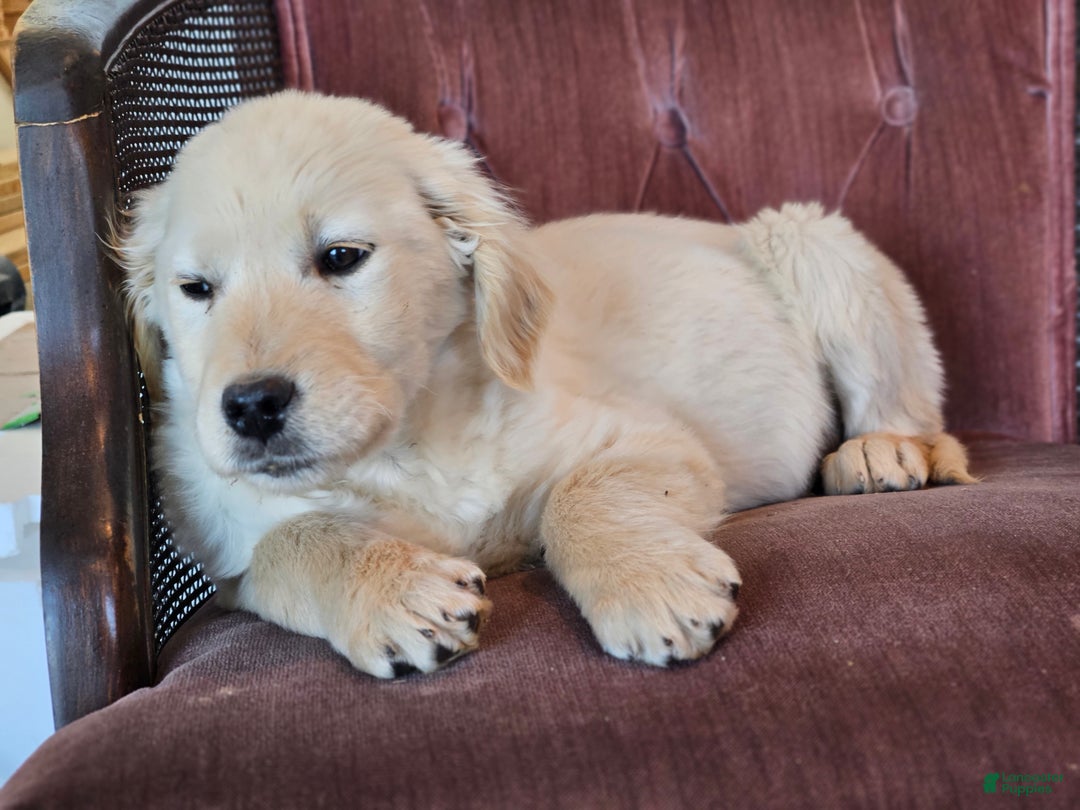 Golden Retriever dogs for sale: Buck - Ad 3