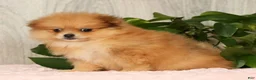 Pomeranian dogs for sale: Chai - Ad 6