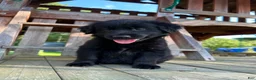 Golden Shepherd dogs for sale: Koda  - Ad 7