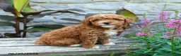 Mini Goldendoodle dogs for sale: Geneva - Ad 1
