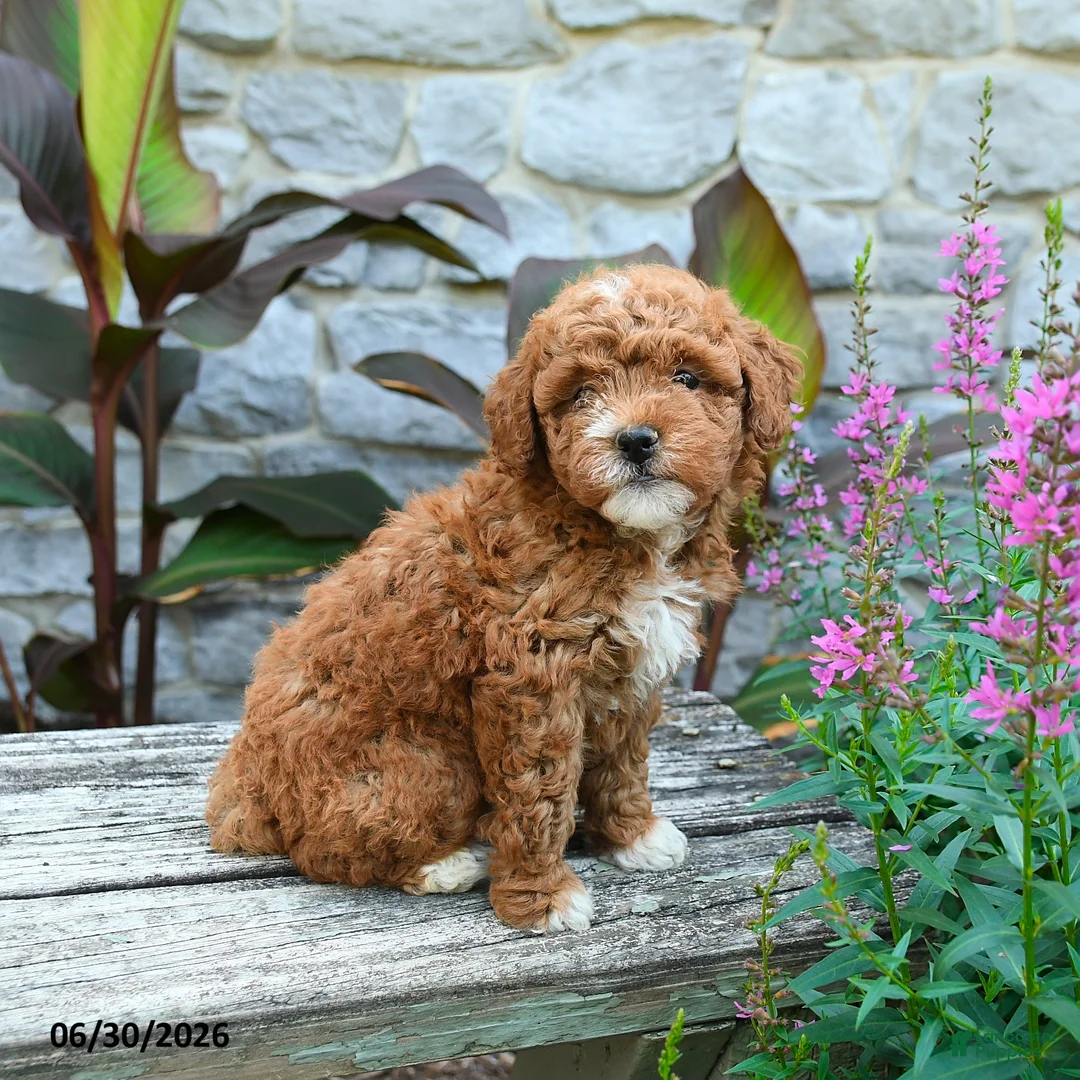 Mini Goldendoodle dogs for sale: Geneva - Ad 1