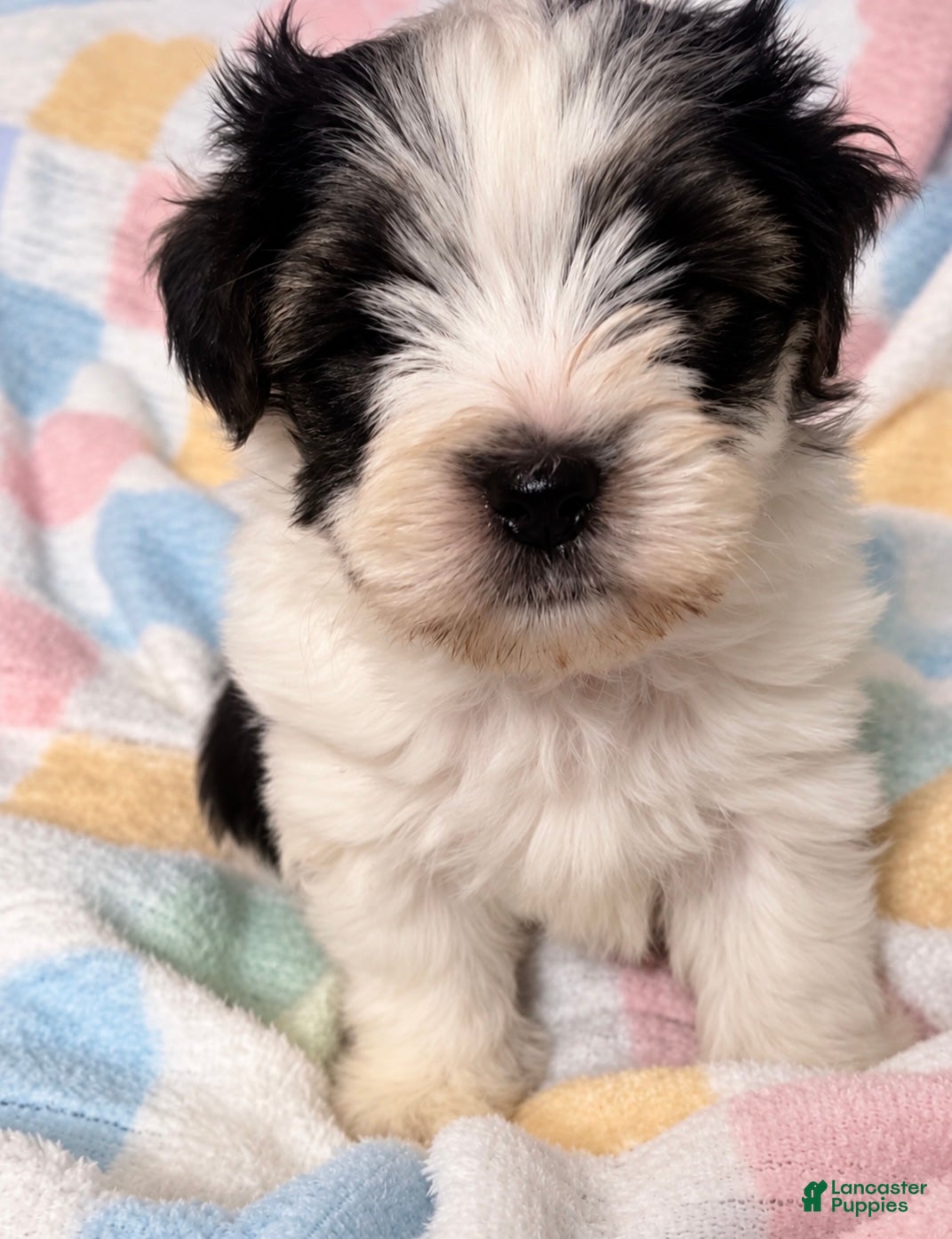 Yorkshire Terrier dogs for sale: Bear  - Ad 11