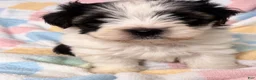 Yorkshire Terrier dogs for sale: Bear  - Ad 1