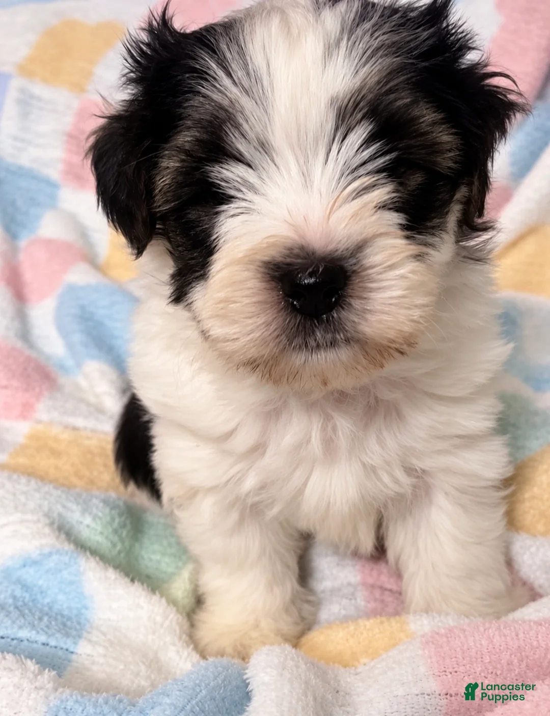 Yorkshire Terrier dogs for sale: Bear  - Ad 1