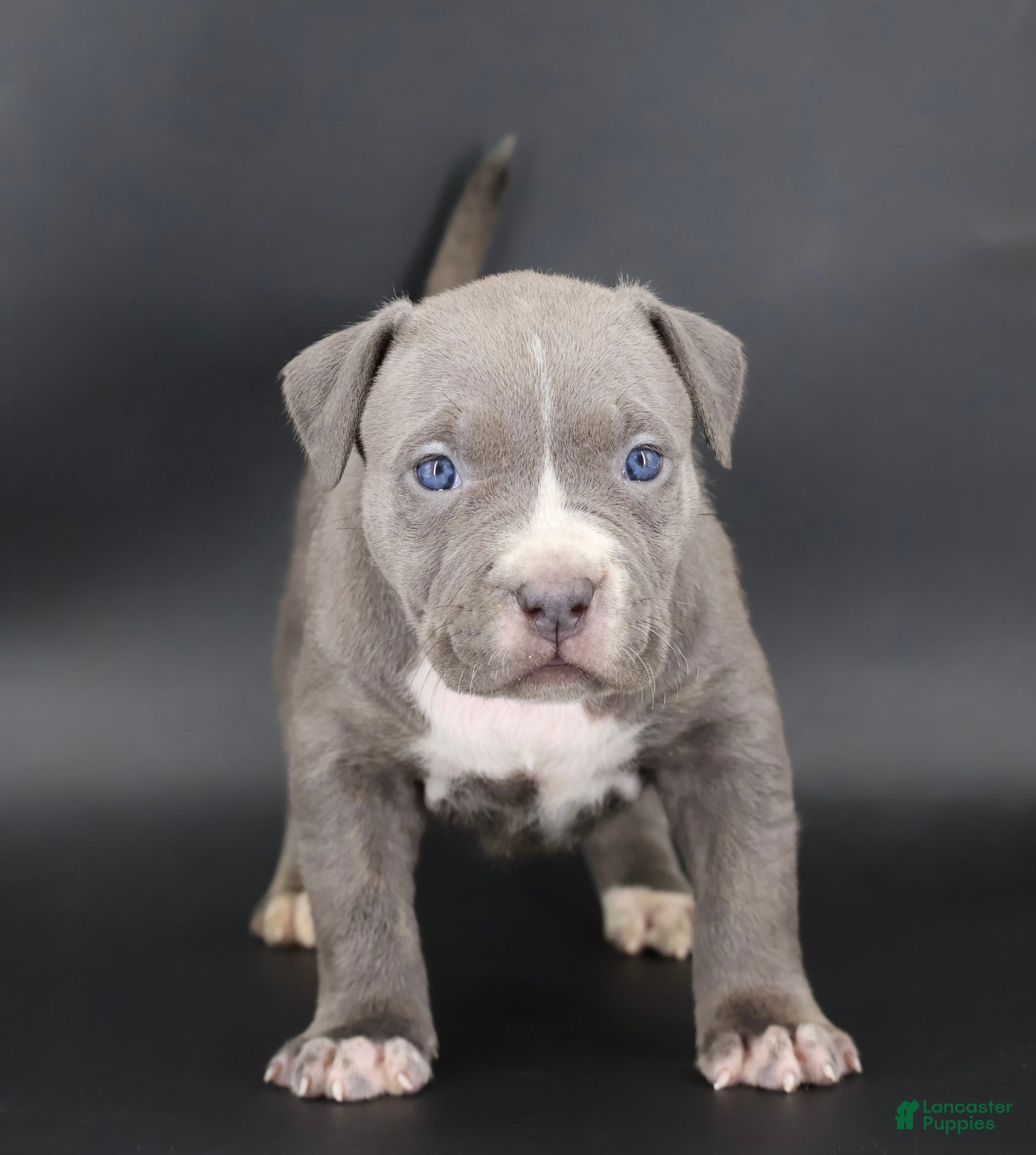 American Bully dogs Lady - Ad 1