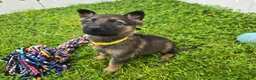 German Shepherd dogs for sale: German Shepherd 6 - Ad 1