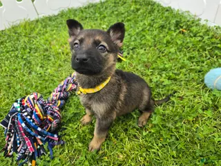 German Shepherd dogs German Shepherd 6 - Ad 12