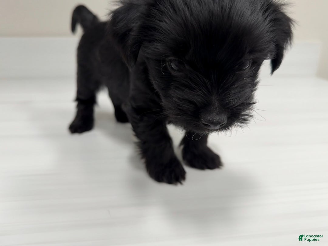 Yorkshire Terrier dogs for sale: Pooh - Ad 4