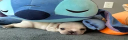 French Bulldog dogs for sale: French Bulldog Cooper - Ad 4