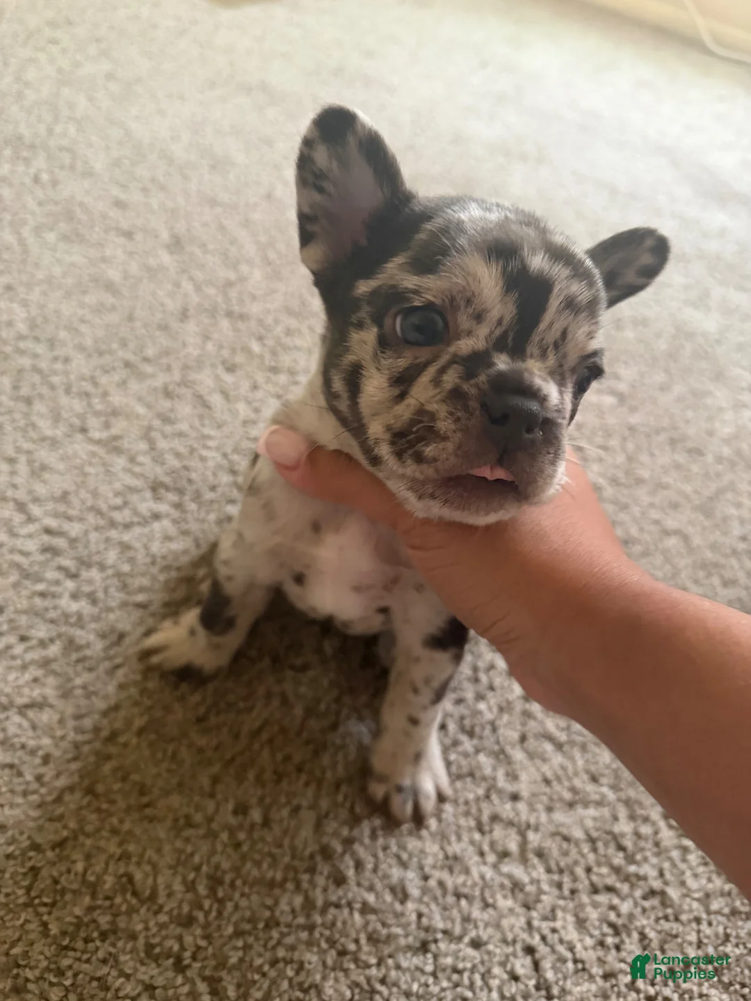 French Bulldog dogs for sale: French Bulldog 1 - Ad 1