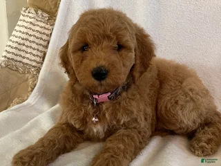 Mini Goldendoodle dogs - Ad 21
