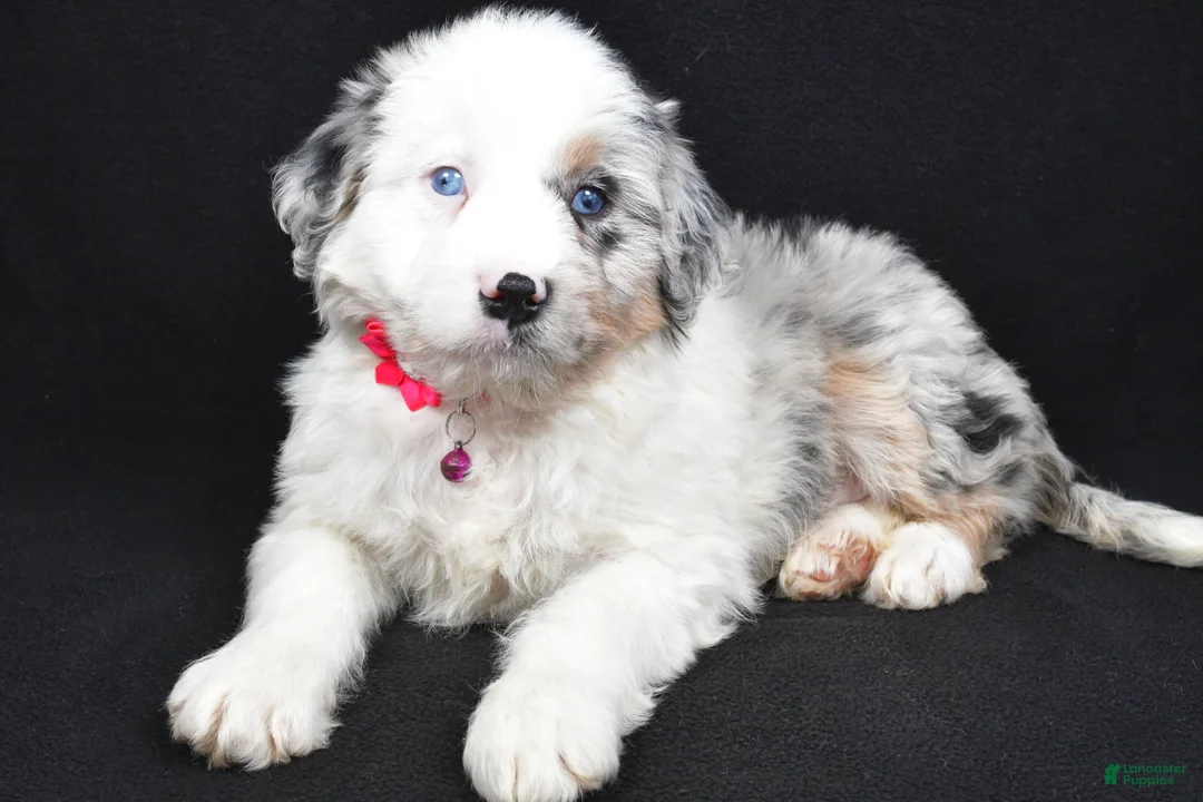 Mini Aussiedoodle dogs for sale: Sky - Ad 6