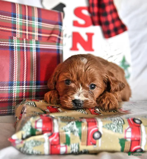 Gallery Image {{count}}