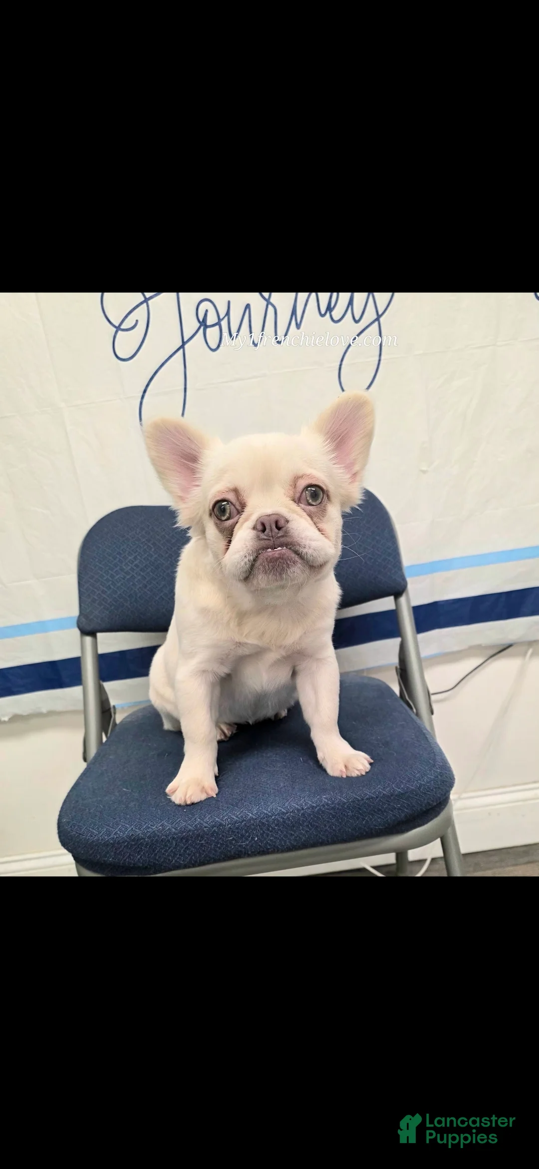 French Bulldog dogs for sale: French Bulldog Puppy 2 - Ad 3