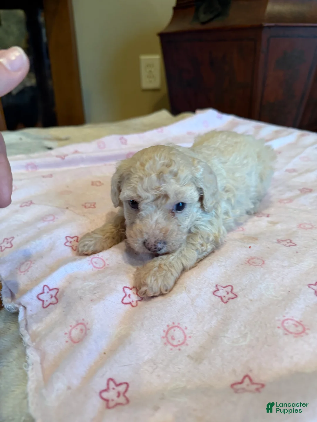 Miniature Poodle dogs for sale: Leeza - Ad 2