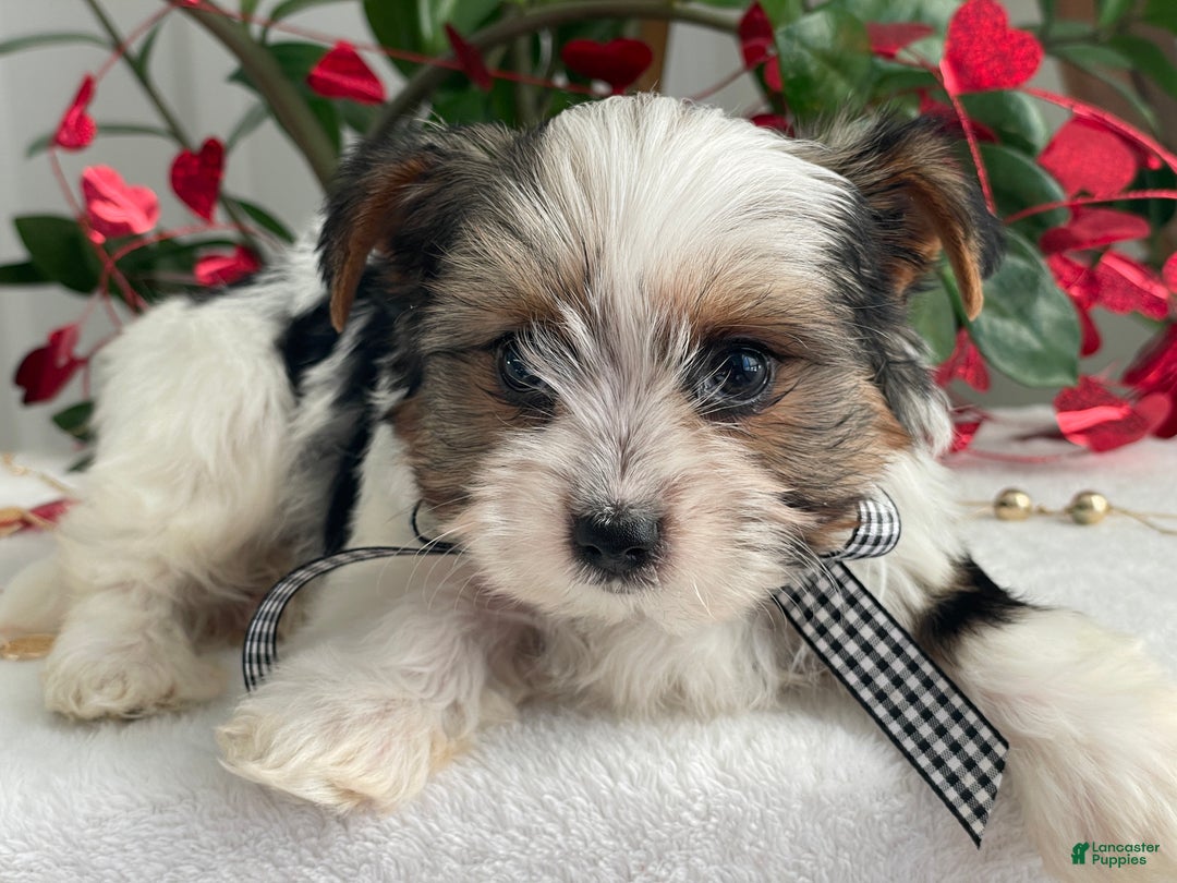 Biewer Terrier dogs for sale: Charlie - Ad 10