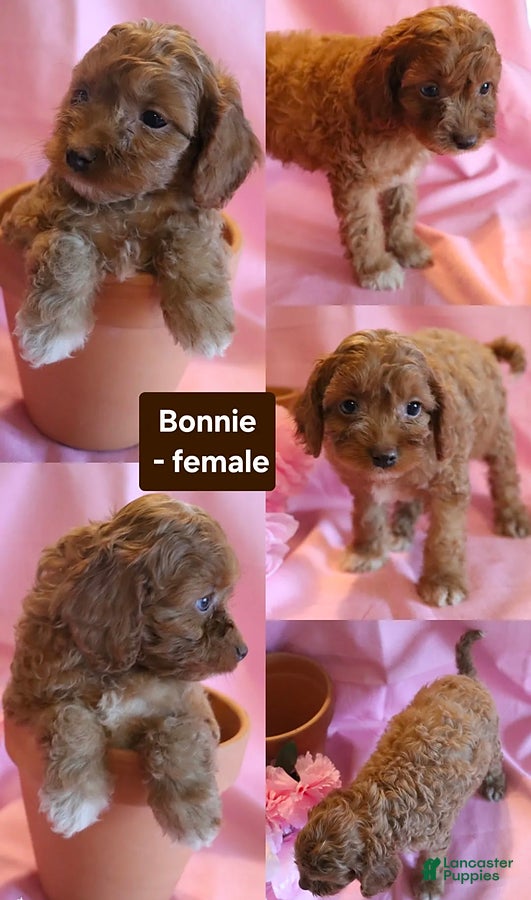 Cockapoo dogs Bonnie - Ad 6