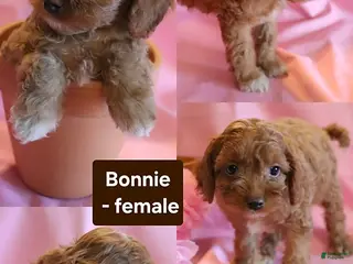 Cockapoo dogs Bonnie - Ad 6