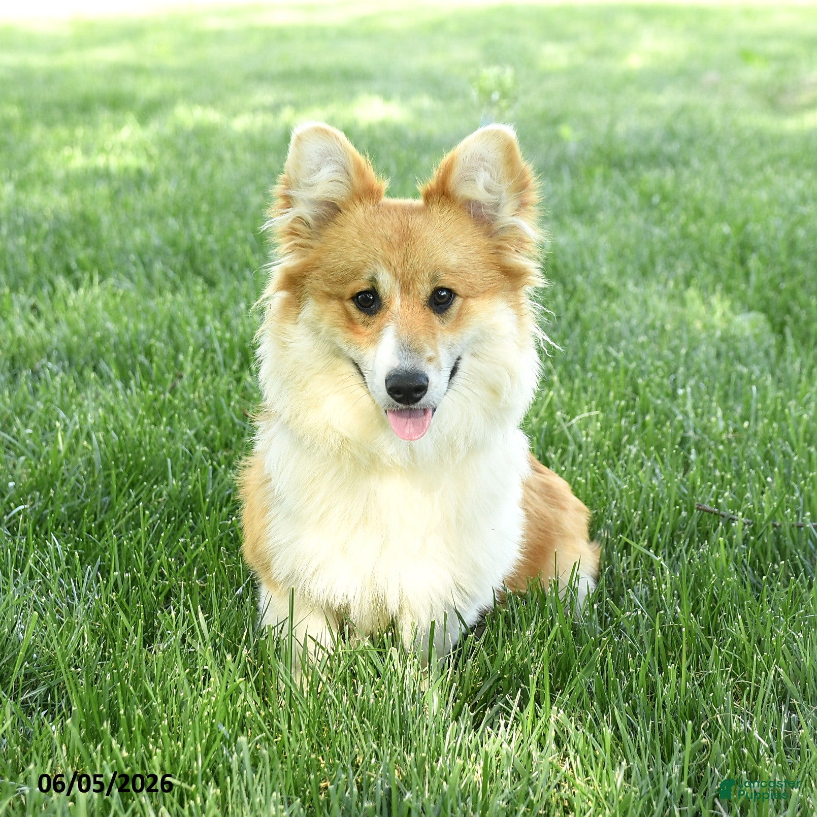 Welsh Corgi Pembroke dogs Lacey - Ad 2