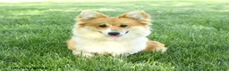 Welsh Corgi Pembroke dogs for sale: Lacey - Ad 2
