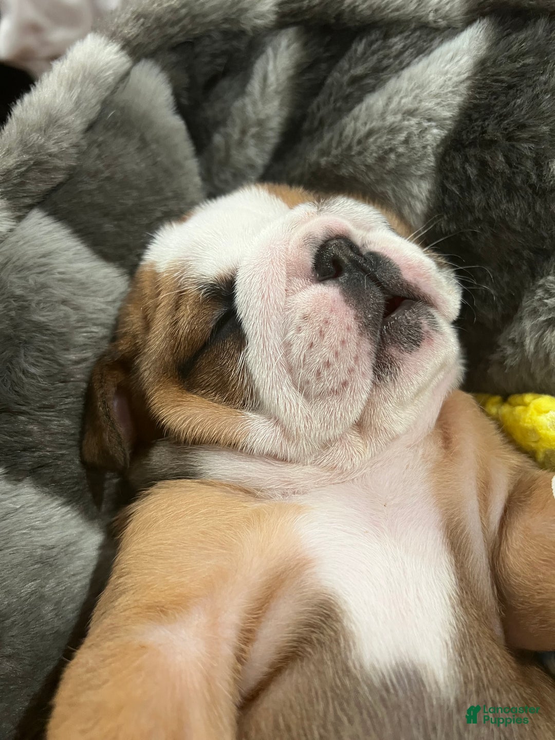 English Bulldog dogs for sale: English Bulldog litter of 5 puppies - Ad 23