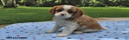 Cavalier King Charles Spaniel dogs for sale: Honey - Ad 4