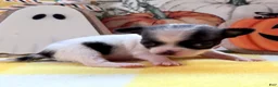 Chihuahua dogs for sale: Chihuahua 1 - Ad 4
