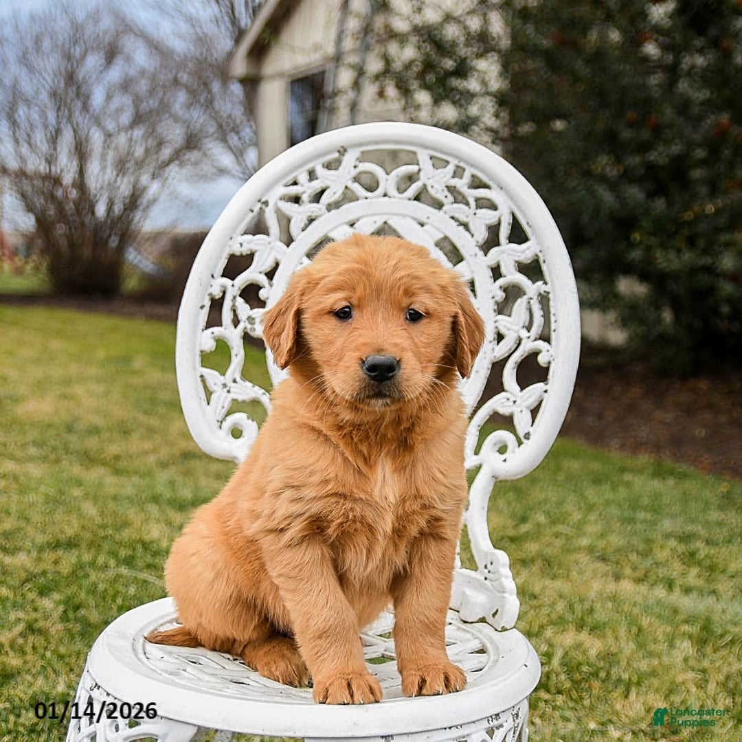 Golden Retriever dogs for sale: Penelope - Ad 1