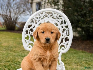 Golden Retriever dogs Penelope - Ad 18