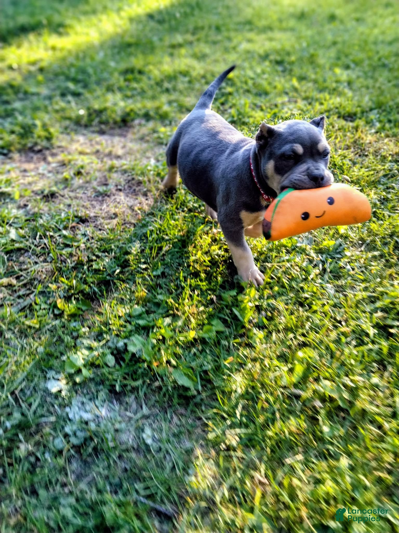 American Bully dogs American Bully Puppy 4 - Ad 2