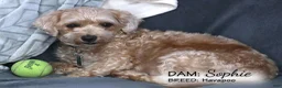 Havapoo dogs for sale: Aiden - Ad 5