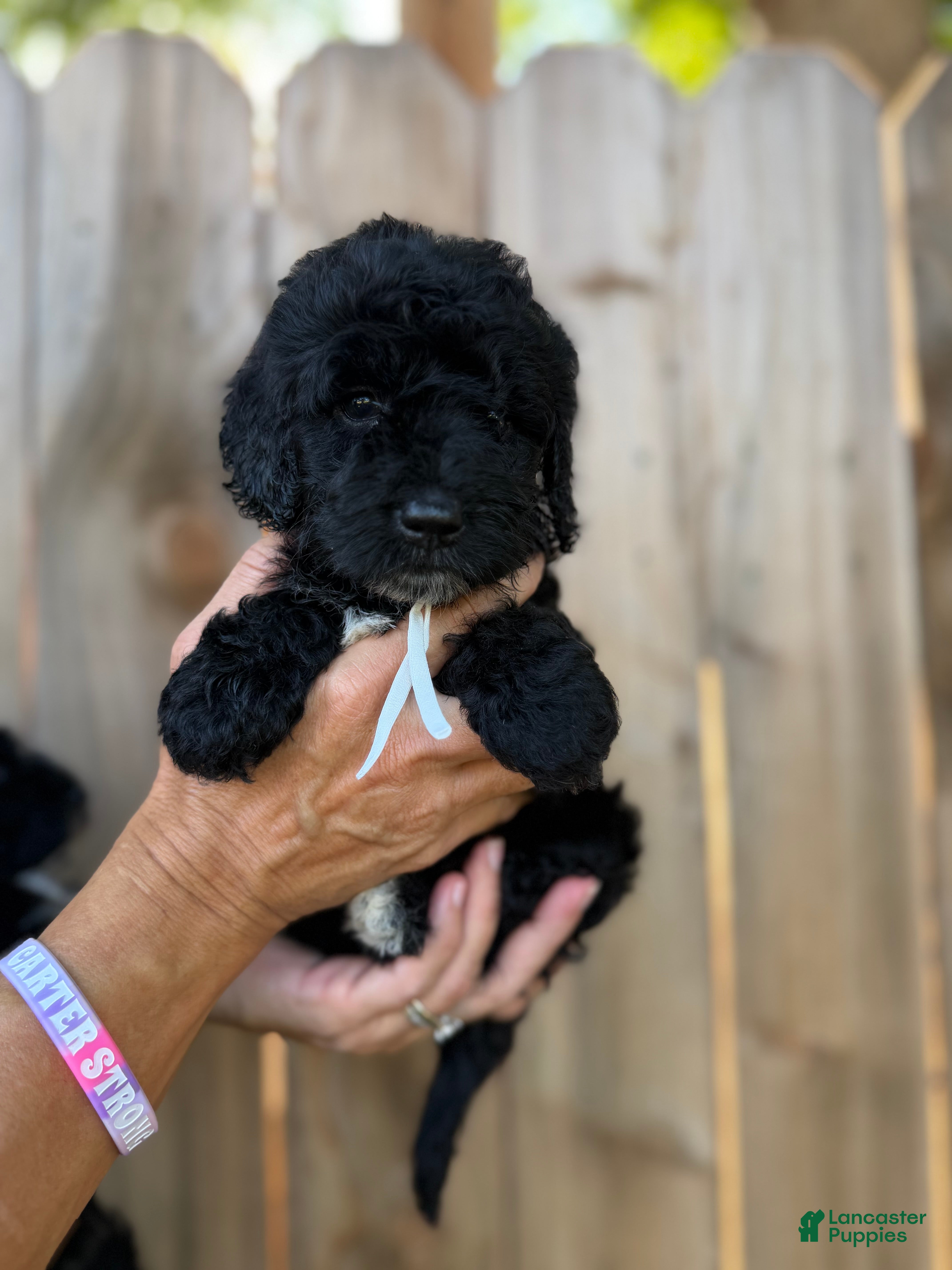 Mixed Breed dogs Mixed Breed 5 - Ad 2
