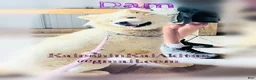 Akita dogs for sale: Bond - Ad 2