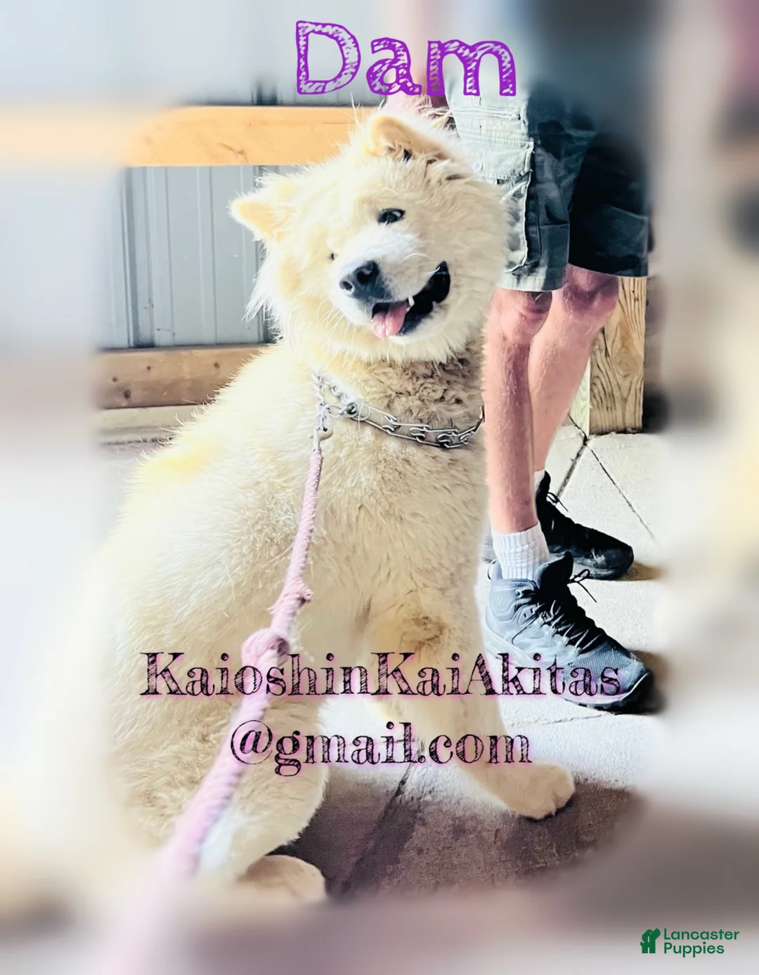Akita dogs for sale: Bond - Ad 2