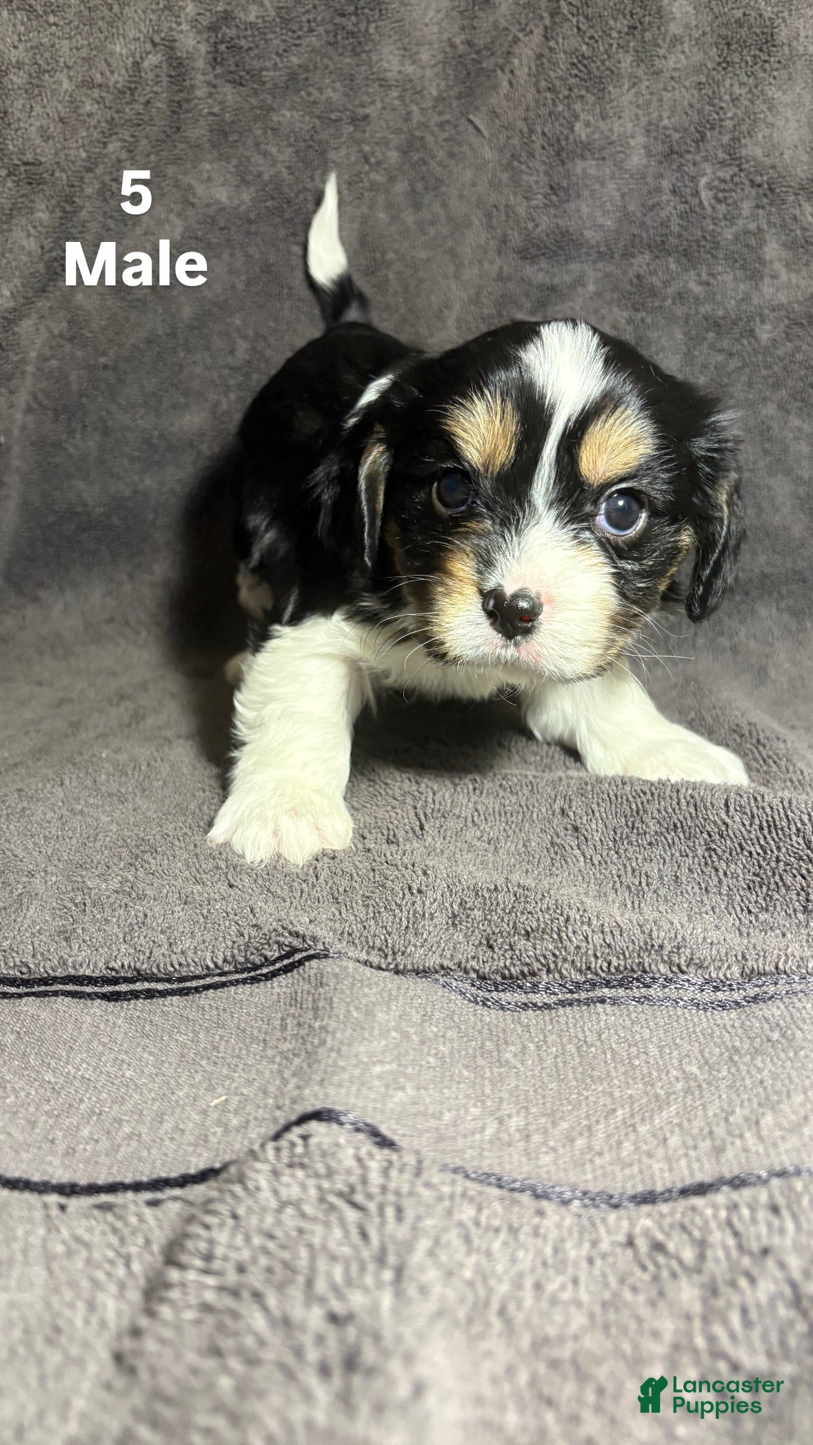Mixed Breed dogs Mixed Breed Puppy 3 - Ad 21